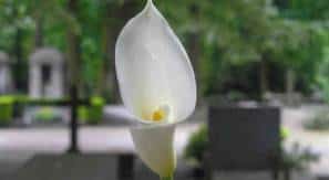 Odnośnik do asortymentu pogrzebowego